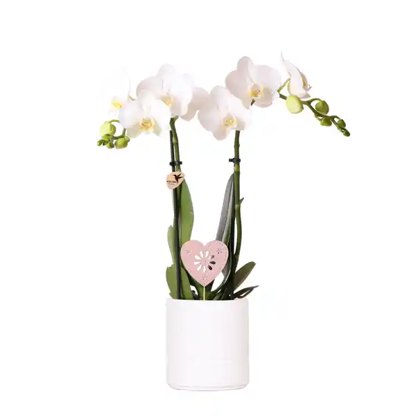 Bild 1 von Schmetterlingsorchidee Phalaenopsis im 9 cm Keramiktopf mit Deko zum Valentinstag
