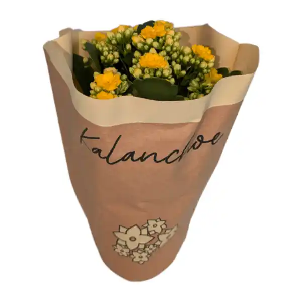 Bild 4 von GARDENLINE Kalanchoe