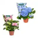 Bild 1 von GARDENLINE Hortensie