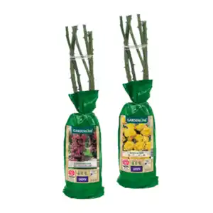 GARDENLINE Edel- / Beet- / Kletterrose
