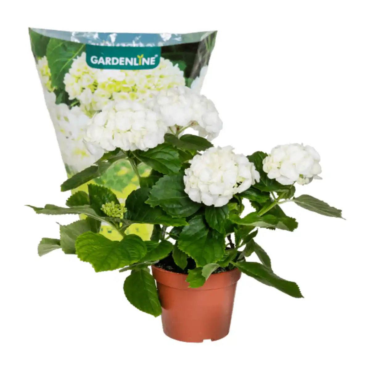 Bild 4 von GARDENLINE Hortensie