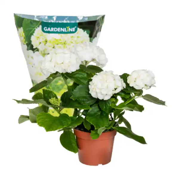 Bild 4 von GARDENLINE Hortensie
