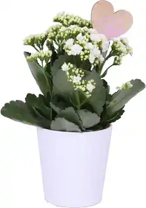 Flammendes Käthchen Kalanchoe im 12 cm Topf mit Deko zum Valentinstag