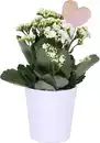 Bild 1 von Flammendes Käthchen Kalanchoe im 12 cm Topf mit Deko zum Valentinstag