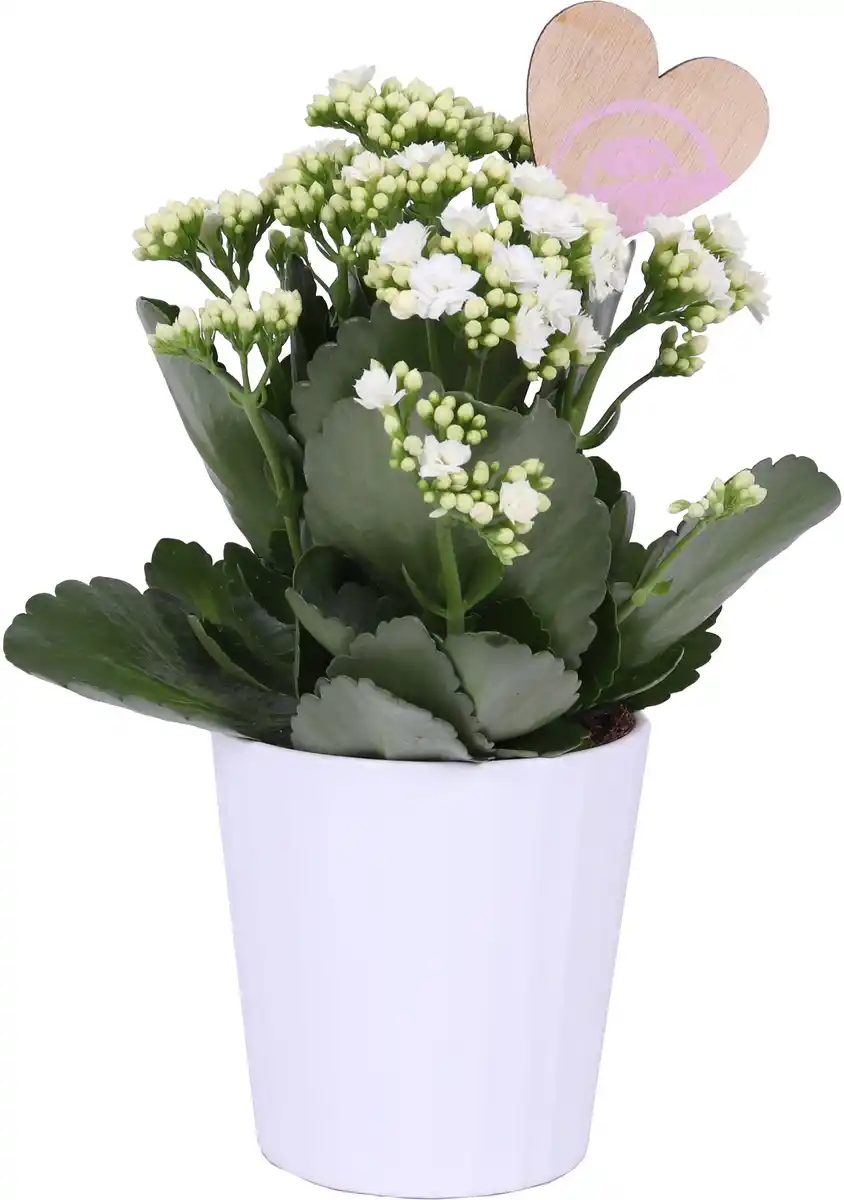 Bild 1 von Flammendes Käthchen Kalanchoe im 12 cm Topf mit Deko zum Valentinstag