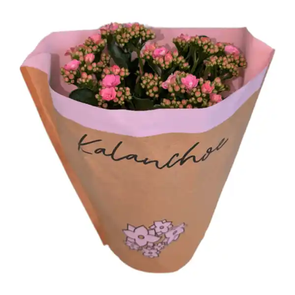 Bild 3 von GARDENLINE Kalanchoe
