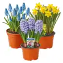 Bild 1 von Blumenzwiebeln