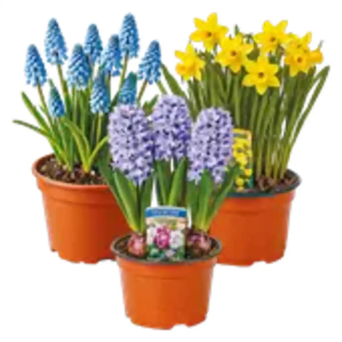 Bild 1 von Blumenzwiebeln