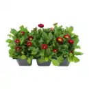 Bild 2 von GARDENLINE Frühlingsmix