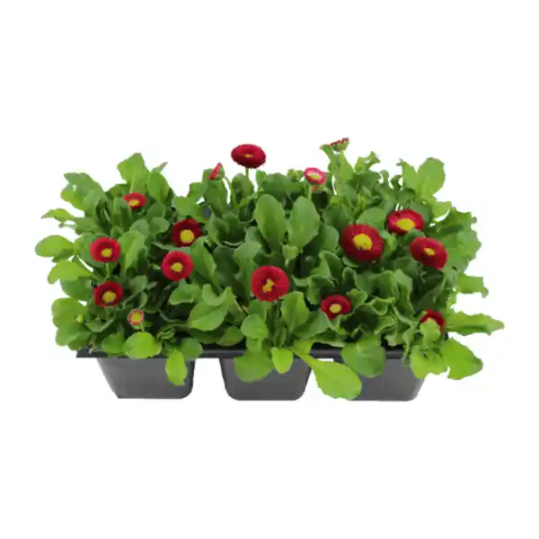 Bild 2 von GARDENLINE Frühlingsmix