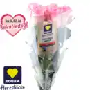 Bild 1 von Hochlandrosen