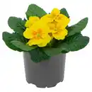 Bild 1 von GARDENLINE Primel acaulis