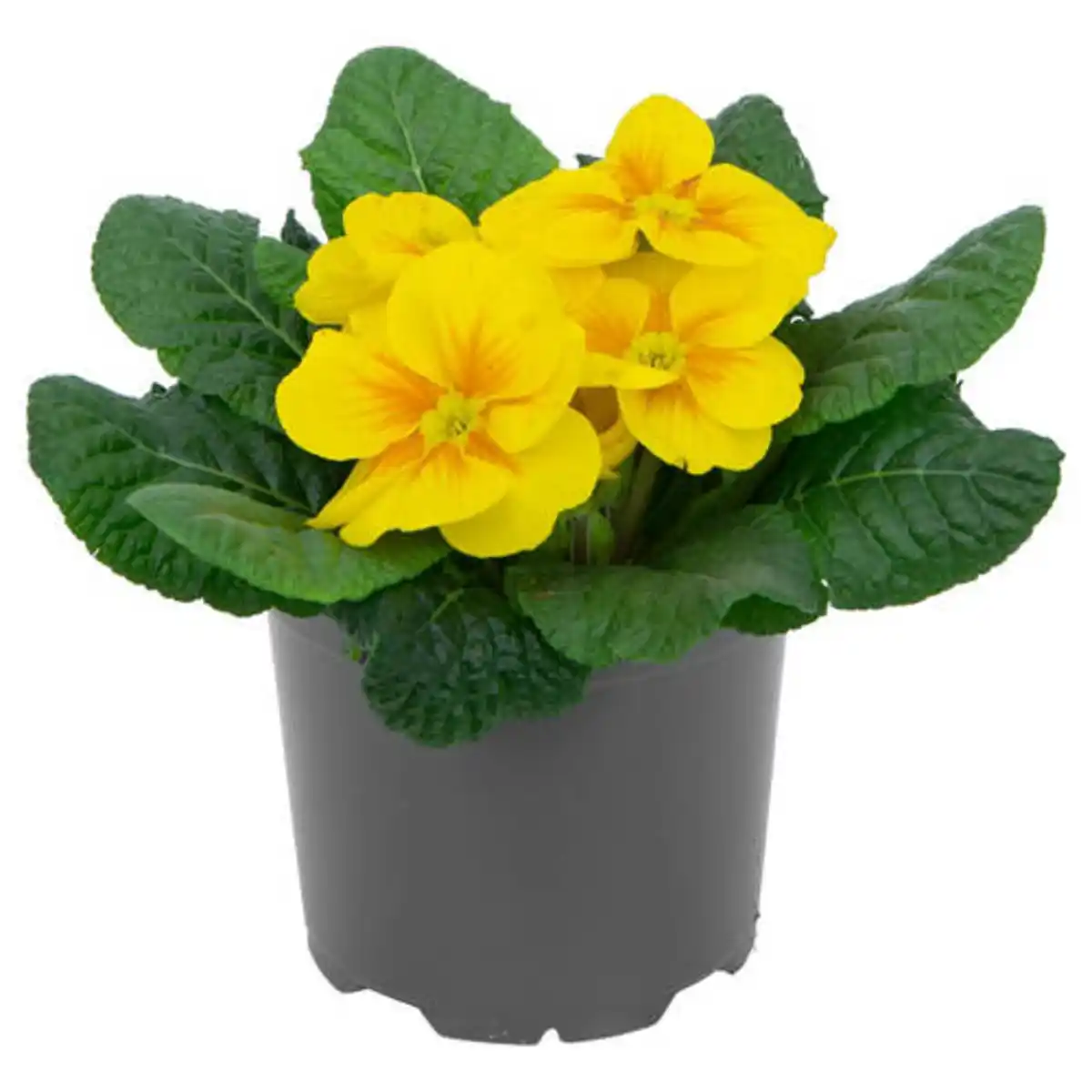 Bild 1 von GARDENLINE Primel acaulis