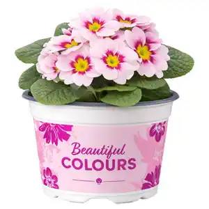 GARDENLINE Primeln Sondersorten, Tiara