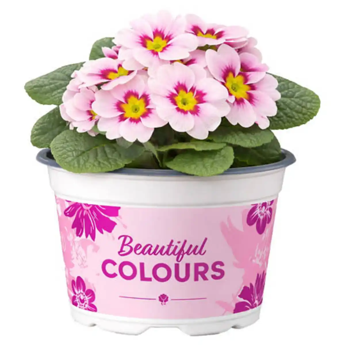 Bild 1 von GARDENLINE Primeln Sondersorten, Tiara