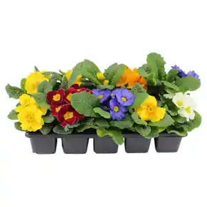 GARDENLINE Primeln im 10er-Tray