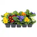 Bild 1 von GARDENLINE Primeln im 10er-Tray