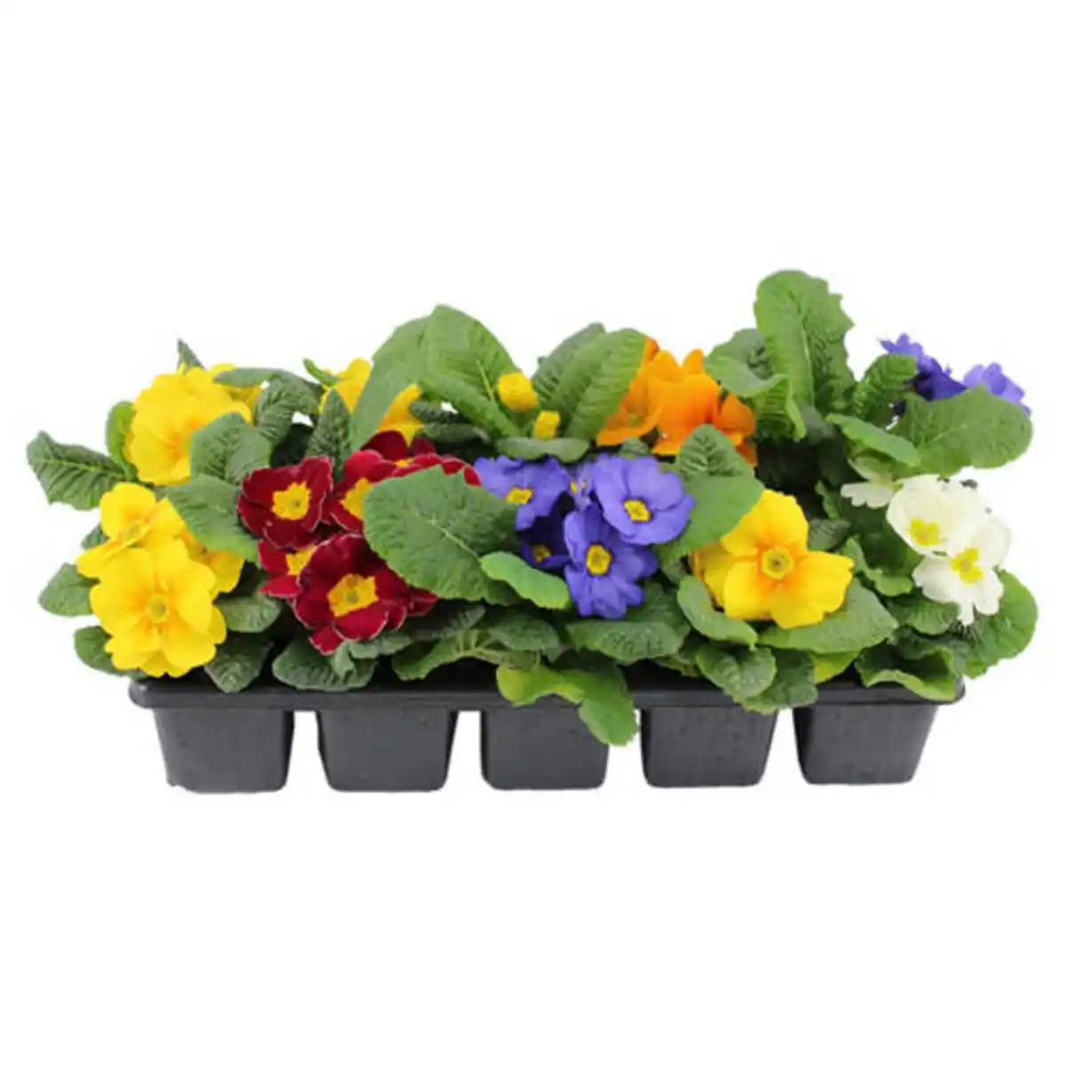 Bild 1 von GARDENLINE Primeln im 10er-Tray