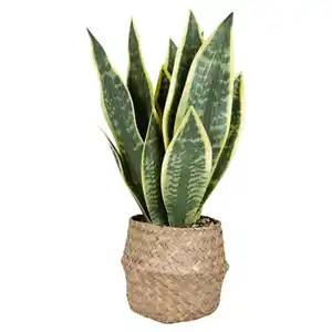 HOME CREATION Künstliche Topfpflanzen, Sanseviera