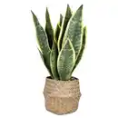 Bild 1 von HOME CREATION Künstliche Topfpflanzen, Sanseviera