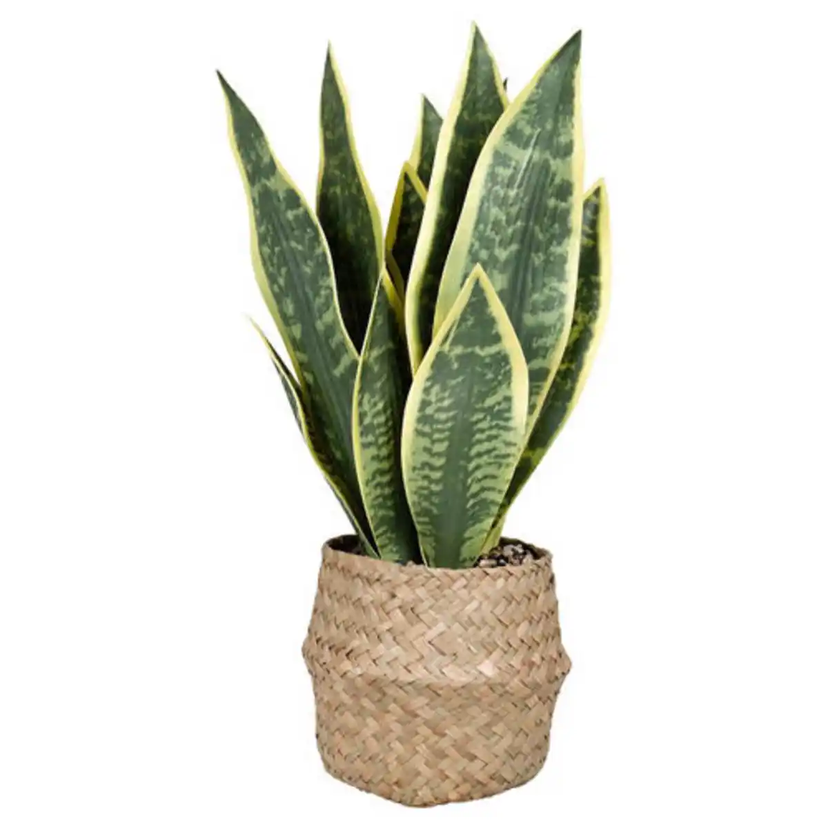 Bild 1 von HOME CREATION Künstliche Topfpflanzen, Sanseviera