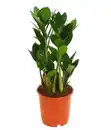 Bild 1 von Glücksfeder - Zamioculcas zamiifolia