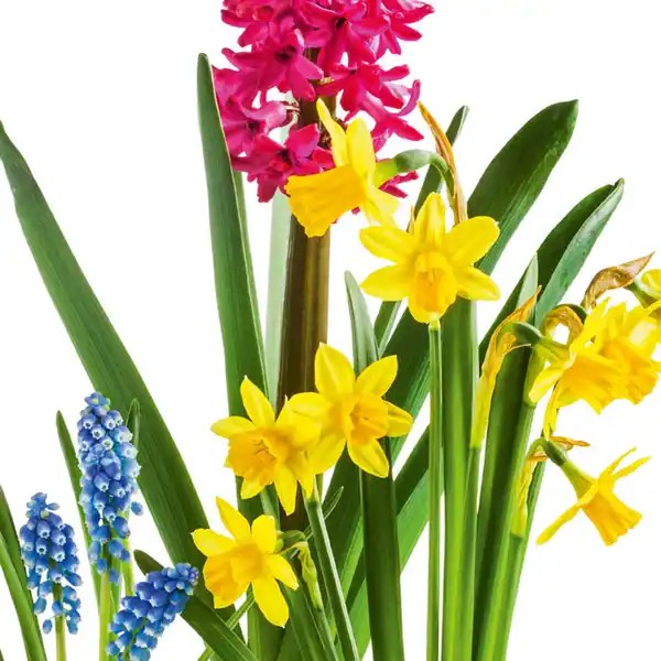 Bild 2 von Hochwertiger Zwiebel Blüher-Mix