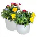 Bild 1 von Frühlings Quartett