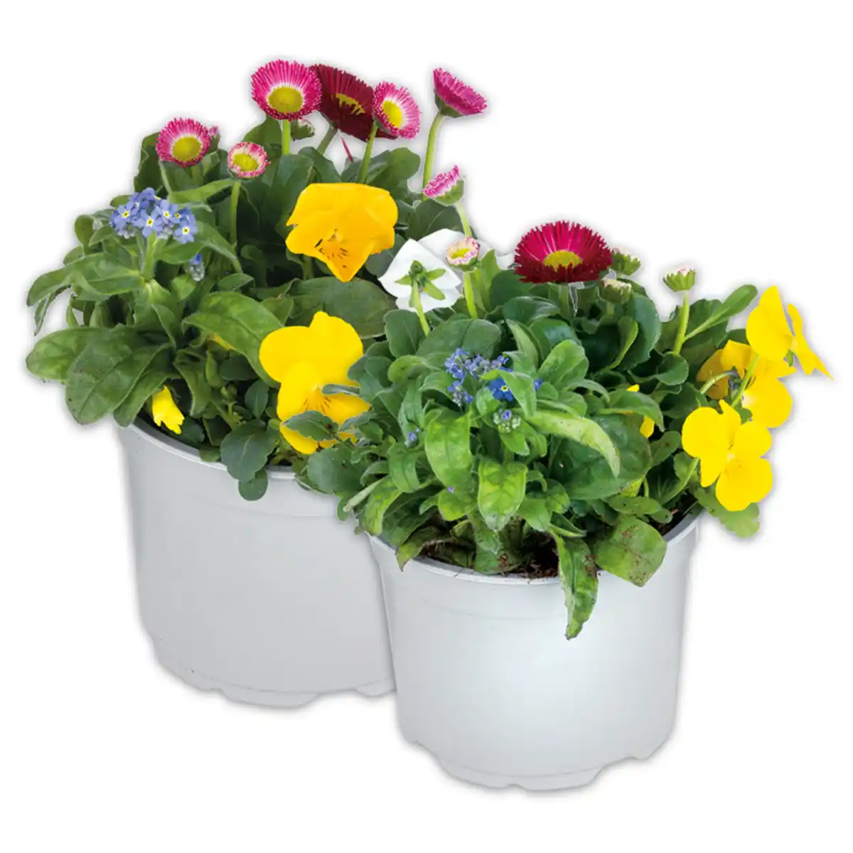 Bild 1 von Frühlings Quartett