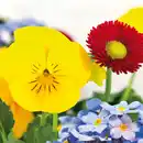 Bild 3 von Frühlings Quartett