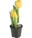 Bild 1 von Kunstblumen Tulpen, gelb