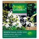 Bild 3 von Finest Garden Raritäten Frühjahrsblumenzwiebeln