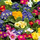 Bild 4 von Primeln Trio XL