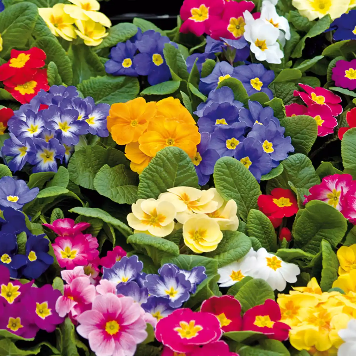 Bild 4 von Primeln Trio XL