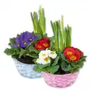 Bild 1 von Bunter Frühlingskorb