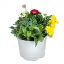 Bild 2 von Frühlings Quartett