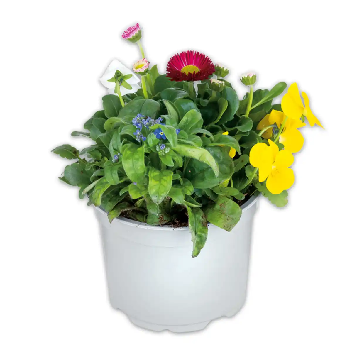 Bild 2 von Frühlings Quartett