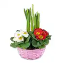 Bild 2 von Bunter Frühlingskorb