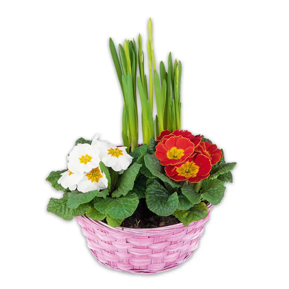 Bild 2 von Bunter Frühlingskorb