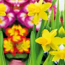 Bild 4 von Bunter Frühlingskorb