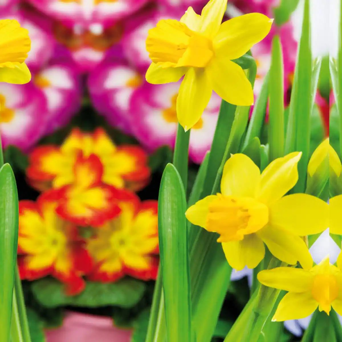 Bild 4 von Bunter Frühlingskorb