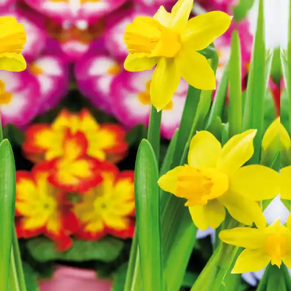 Bild 4 von Bunter Frühlingskorb