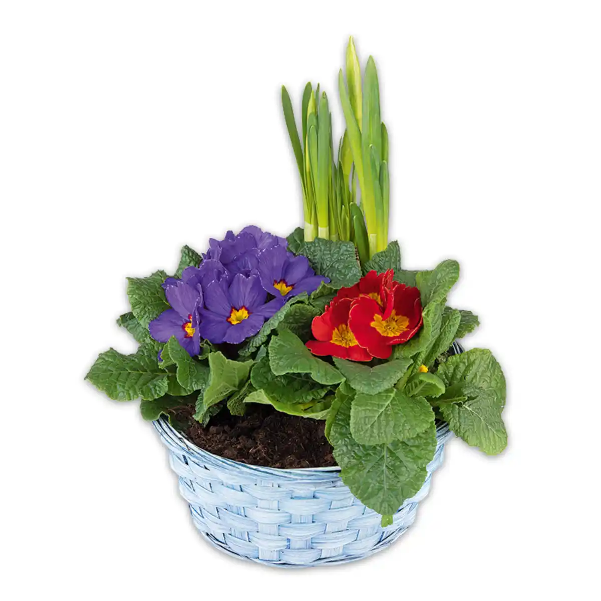 Bild 3 von Bunter Frühlingskorb