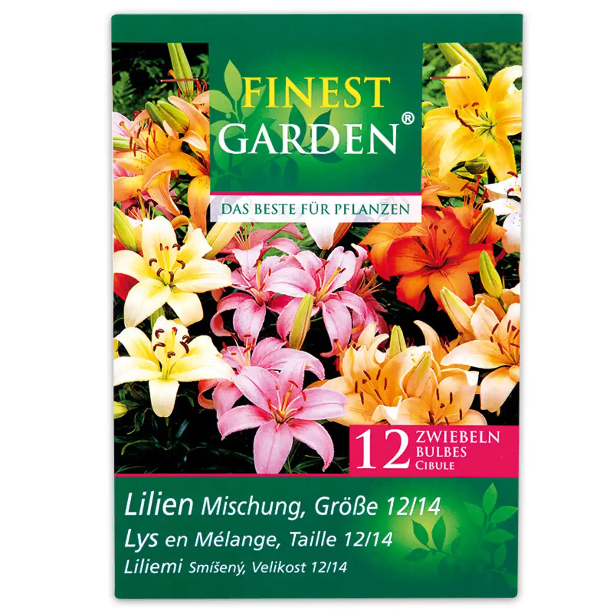 Bild 2 von Finest Garden Frühjahrsblumenzwiebeln