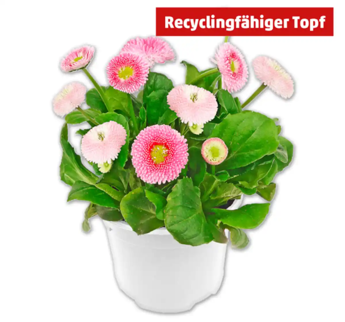 Bild 1 von Gänseblümchen*