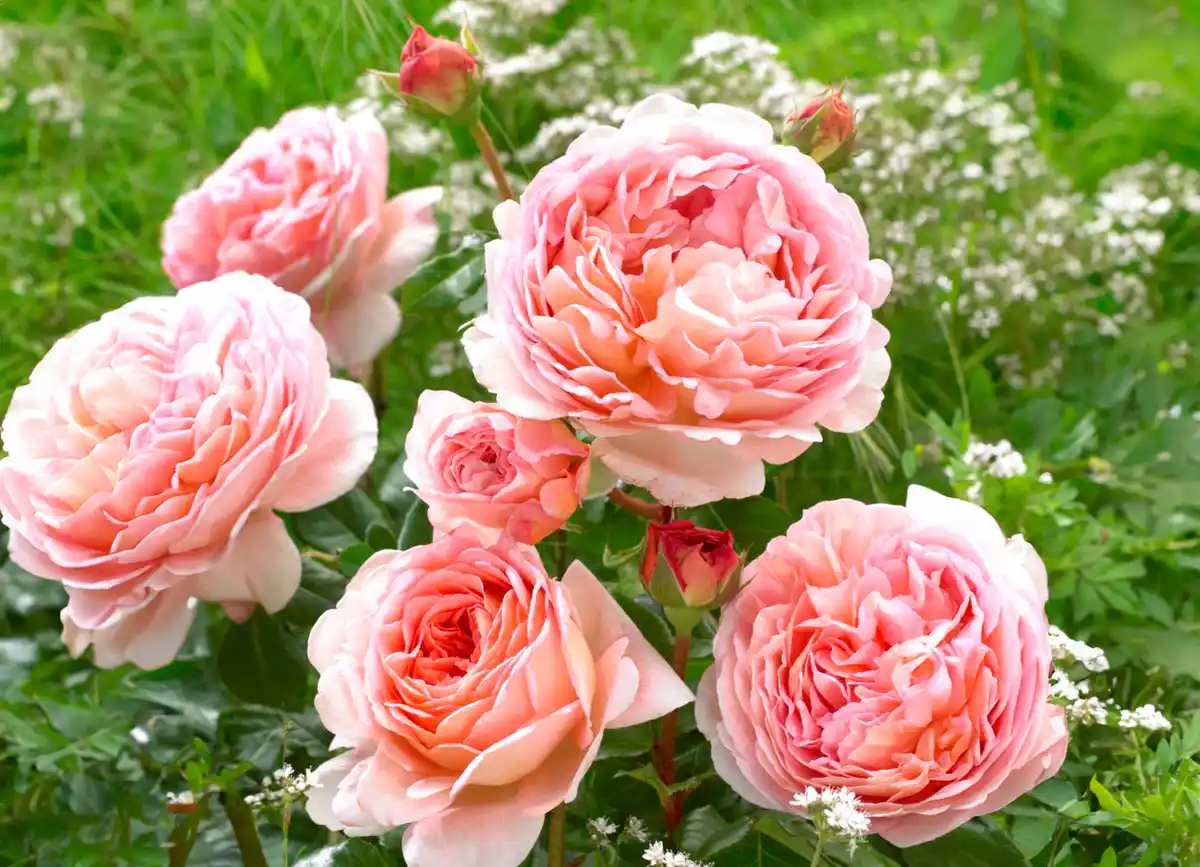 Bild 1 von Edel-, Beet- oder Kletterrosen