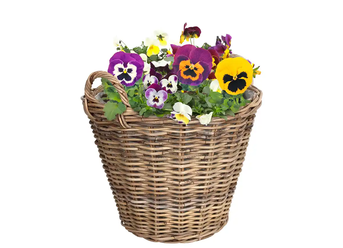 Bild 1 von Weiden-Pflanzkorb mit Folie ausgeschlagen