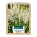 Bild 3 von GARDENLINE Stauden für den Sommergarten