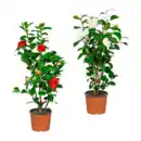 Bild 1 von GARDENLINE Kamelie