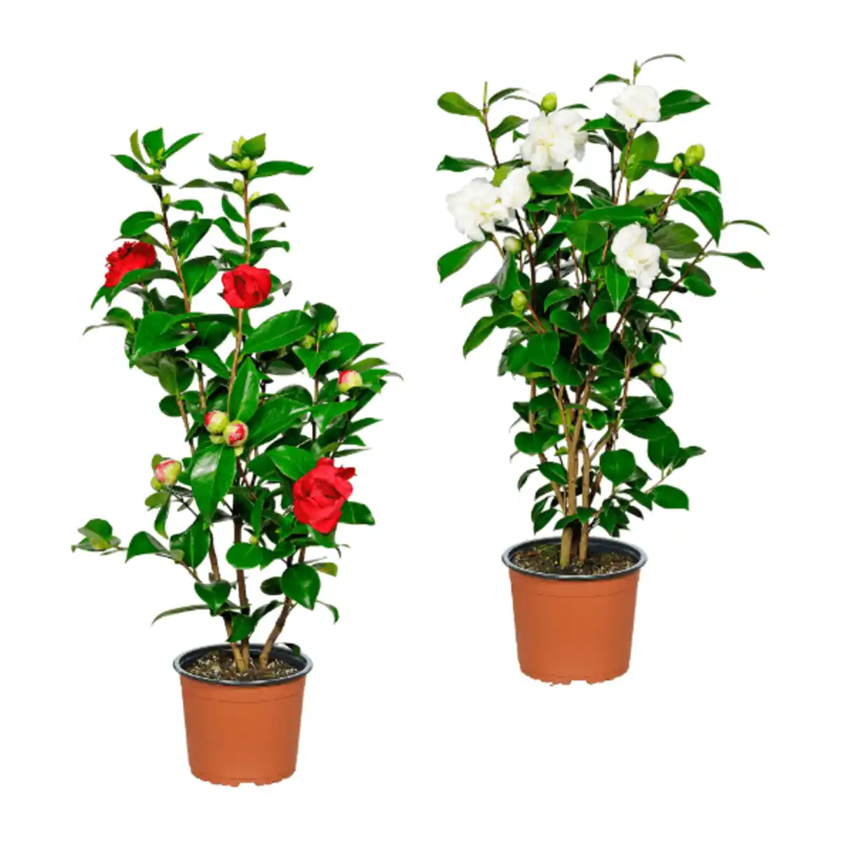 Bild 1 von GARDENLINE Kamelie